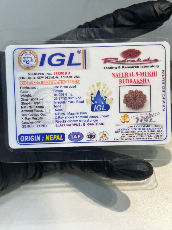 9 Mukhi Nepali Rudraksha with Lab Certificate & X-Ray – 25mm IGL certificate