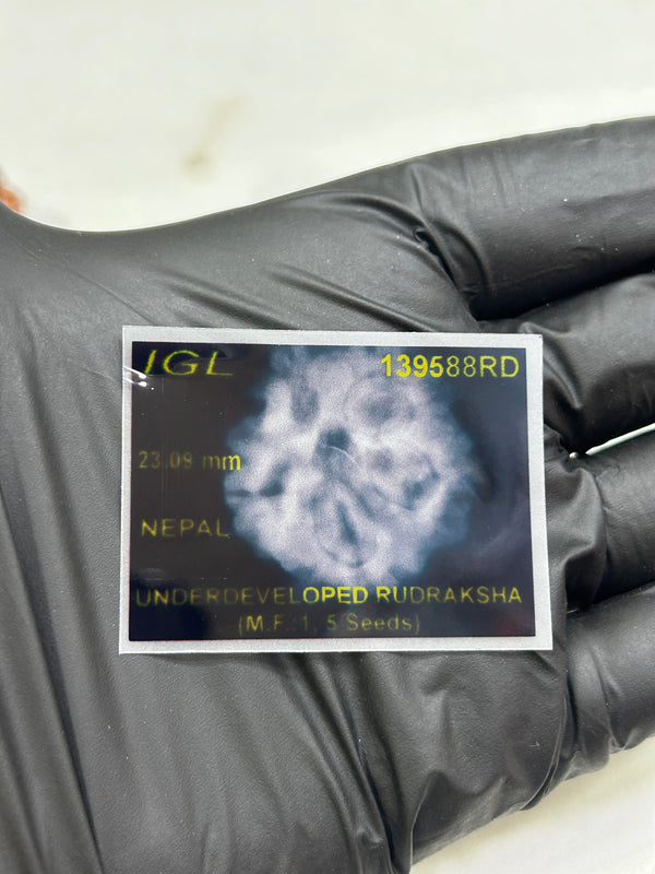 1 Mukhi Nepali Rudraksha with Lab Certificate & X-Ray – 23mm - X-ray image