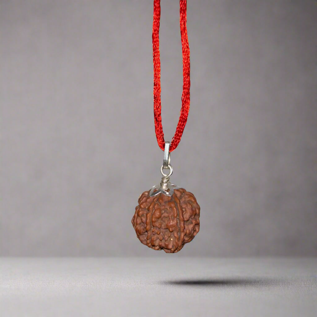 7 Mukhi Nepali Rudraksha -100% Real