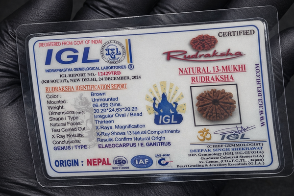 13 Mukhi Nepali Rudraksha with Lab Certificate & X-Ray– 30mm IGL certificate
