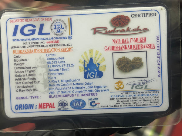 Natural 17 Mukhi Nepali Gauri Shankar Rudraksha with Lab Certificate – (41mm)