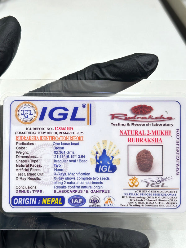 2 Mukhi Nepali Rudraksha with Lab Certificate & X-Ray – 21mm IGL certificate