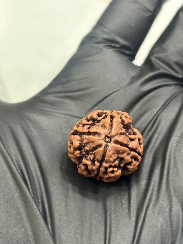 4 Mukhi Nepali Rudraksha with Lab Certificate – 22mm
