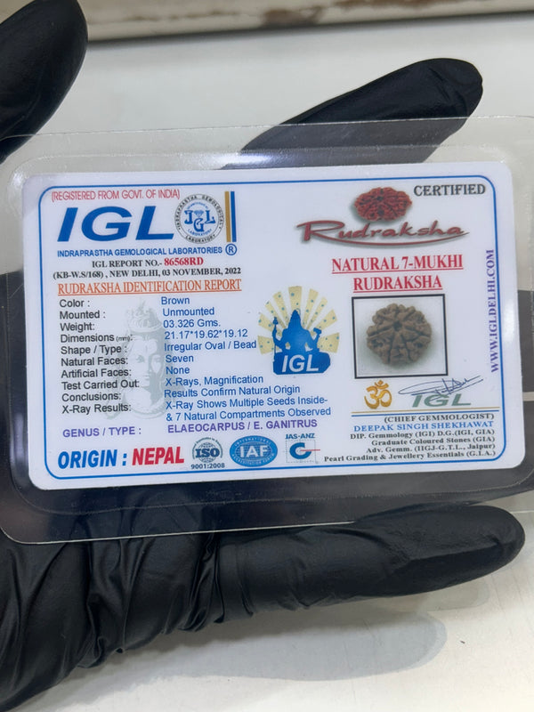 7 Mukhi Nepali Rudraksha with Lab Certificate – 21mm IGL Certificate
