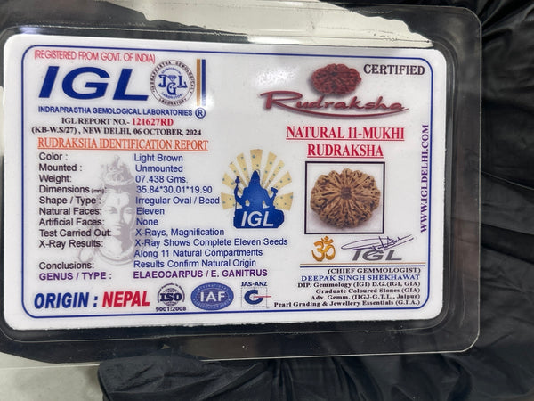 Natural 11 Mukhi Rudraksha (11 Seeds) with Lab Certificate and Xray – (35mm)