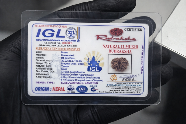 12 Mukhi Nepali Rudraksha with Lab Certificate & X-Ray – 30mm IGL certificate