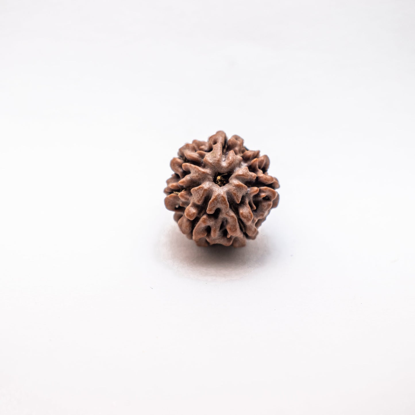 7 Mukhi Nepali Rudraksha -100% Real