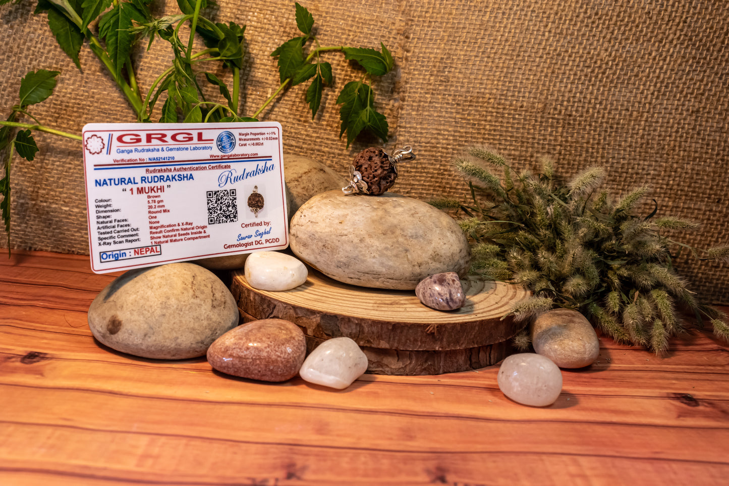 1 Mukhi Lab Certified Rudraksha