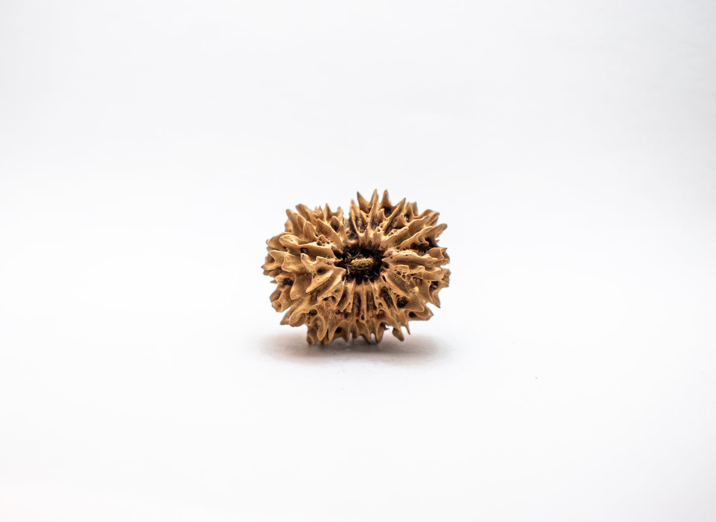 15 Mukhi Lab Certified Rudraksha