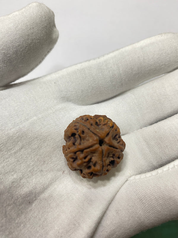 Natural 5 Mukhi Nepali Rudraksha – 25 mm | 5.18g
