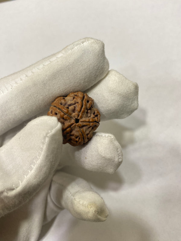 Natural 5 Mukhi Nepali Rudraksha – 21 mm | 4.6g