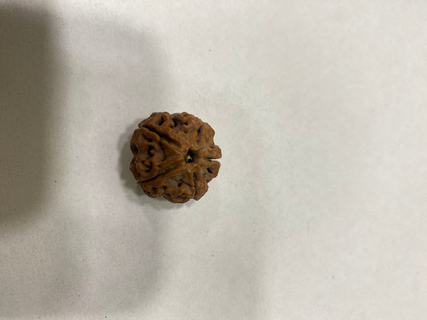 Natural 5 Mukhi Rudraksha – 22 mm | 6g