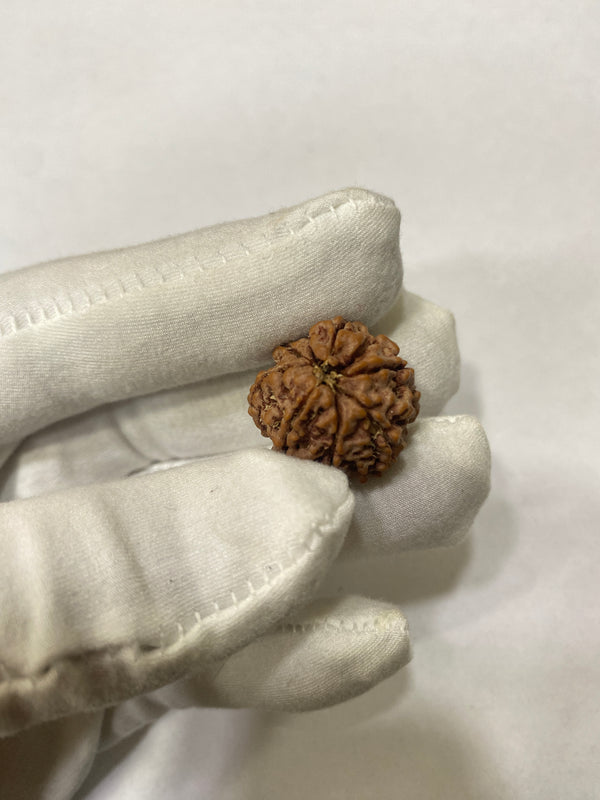 Natural 7 Mukhi Nepali Rudraksha – 20 mm | 3.72g