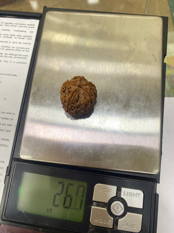 Natural 5 Mukhi Nepali Rudraksha – 24 mm | 5.34g