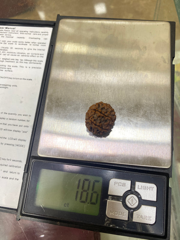 Natural 7 Mukhi Nepali Rudraksha – 20 mm | 3.6g