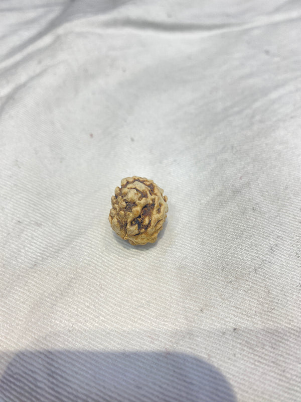 Natural 2 Mukhi North Indian Rudraksha – 19 mm | 2.3 g | Oval Shape