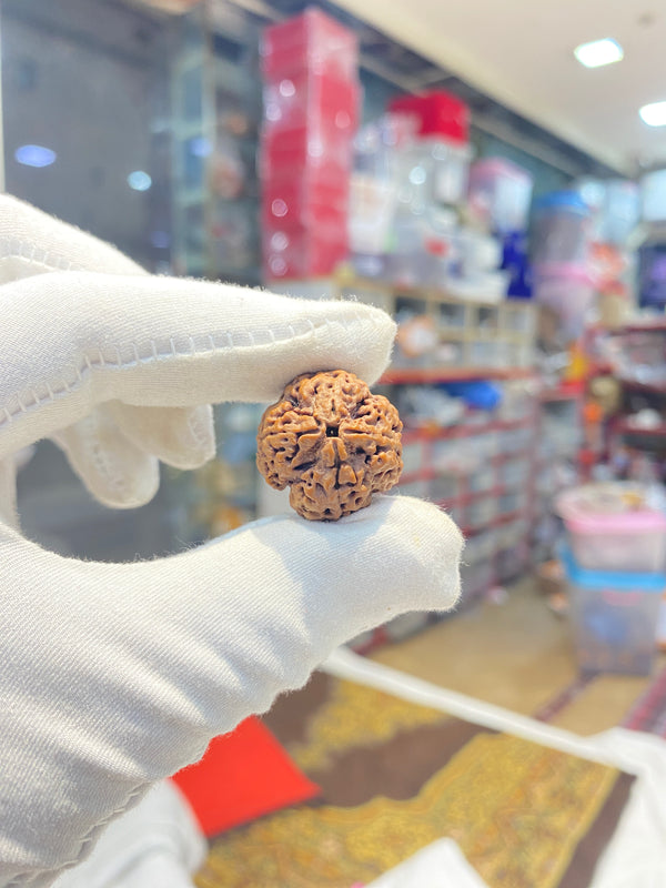 Natural 4 Mukhi Nepali Rudraksha – 22 mm | 4.6 g | Premium Rudraksha
