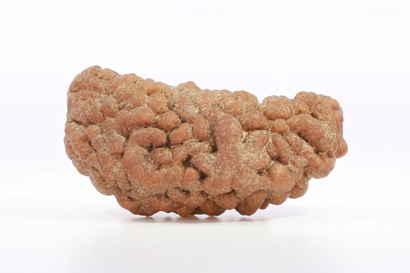 Brown Rudraksh 1 Mukhi