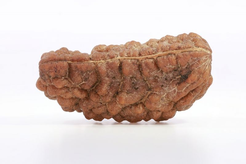 Brown Rudraksh 1 Mukhi