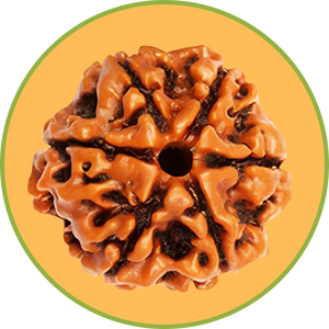 Rudraksha