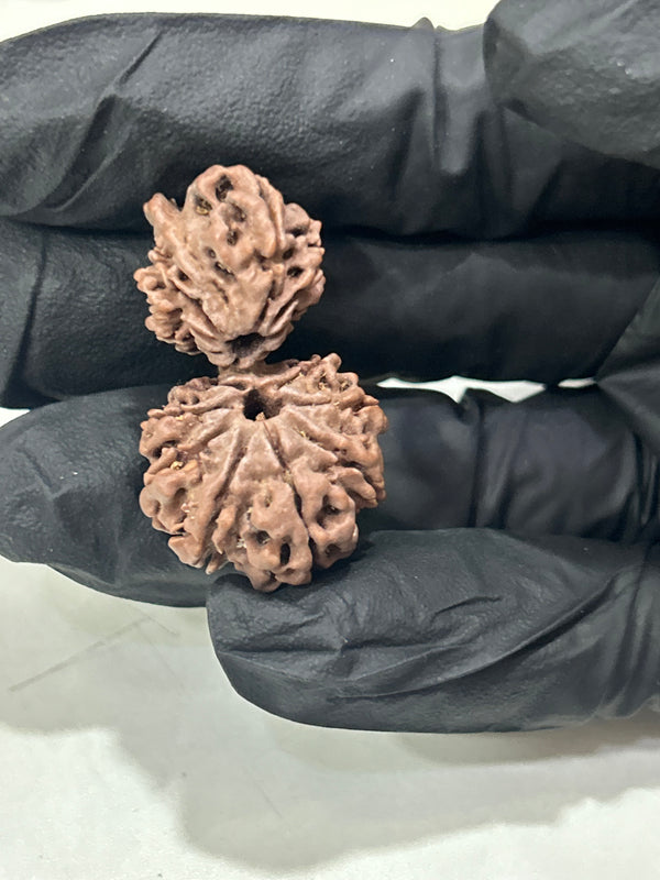 Natural Gauri Shankar Ganesh Rudraksha with Lab Certificate – (35mm)