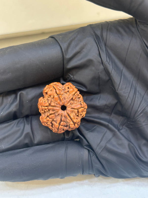 Natural 7 Mukhi Nepali Rudraksha (7 Seeds) with Lab Certificate and X-Ray – (23.86 mm)