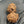 16 Mukhi Gauri Shankar Nepali Rudraksha with Lab Certificate – 33mm