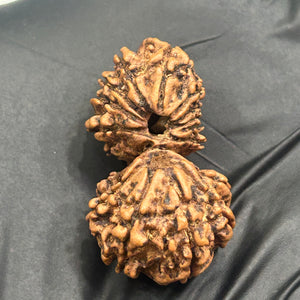 16 Mukhi Gauri Shankar Nepali Rudraksha with Lab Certificate – 33mm