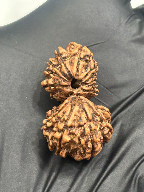 16 Mukhi Gauri Shankar Nepali Rudraksha with Lab Certificate – 33mm