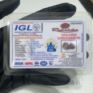16 Mukhi Gauri Shankar Nepali Rudraksha with Lab Certificate – 33mm IGL certificate