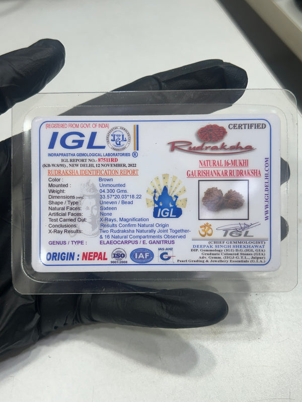 16 Mukhi Gauri Shankar Nepali Rudraksha with Lab Certificate – 33mm IGL certificate