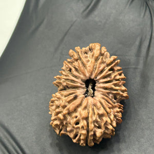 17 Mukhi Nepali Rudraksha with Lab Certificate – 29mm