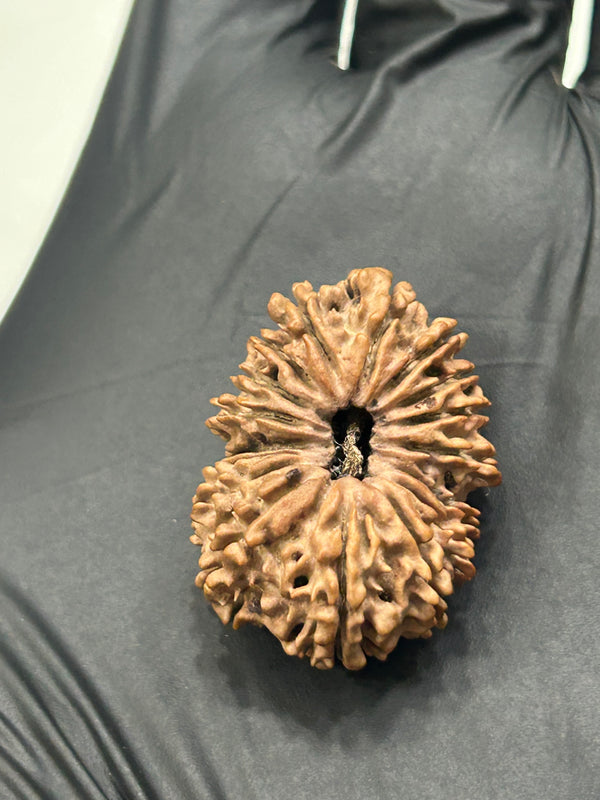17 Mukhi Nepali Rudraksha with Lab Certificate – 29mm