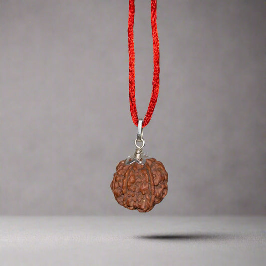 7 Mukhi Nepali Rudraksha -100% Real