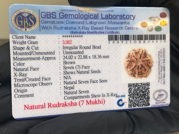 Natural 7 Mukhi Nepali Rudraksha with Lab Certificate and X-Ray – (24.02mm)
