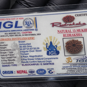13 Mukhi Nepali Rudraksha with Lab Certificate & X-Ray– 30mm IGL certificate