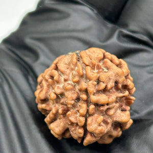 1 Mukhi Nepali Rudraksha with Lab Certificate & X-Ray – 23mm