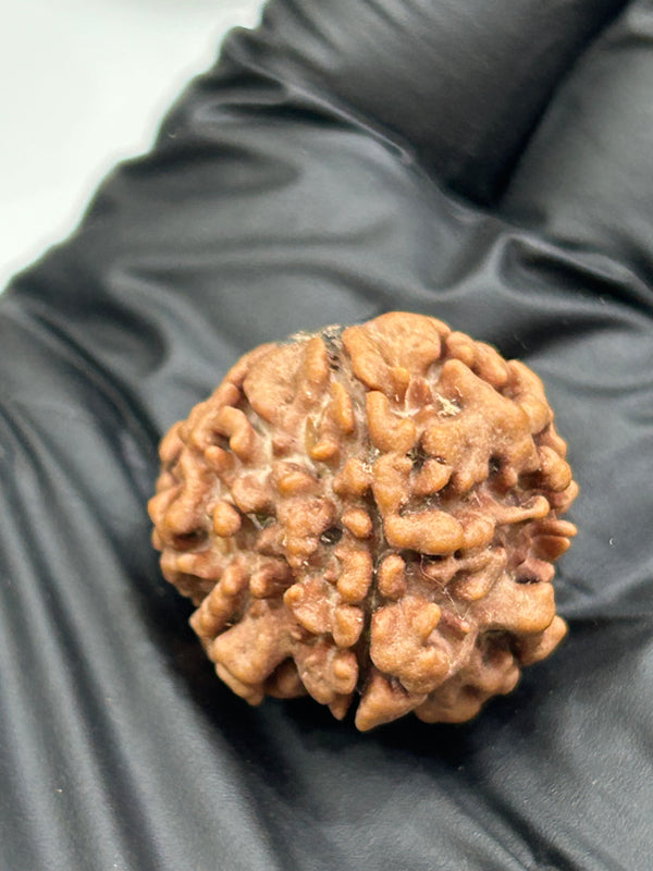 1 Mukhi Nepali Rudraksha with Lab Certificate & X-Ray – 23mm