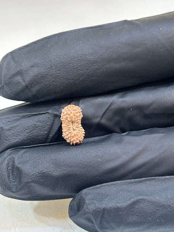 Natural 21 Mukhi Indonesian Rudraksha with Lab Certificate and Xray – (12mm)