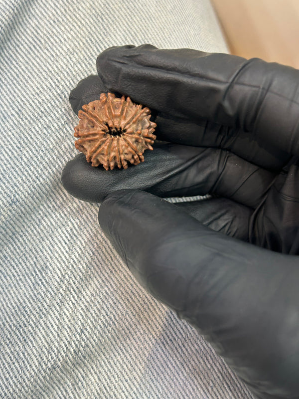 100% Natural 10 Mukhi Rudraksha (22.8 MM | 3.26g)
