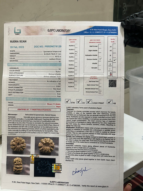Natural 11 Mukhi Nepali Rudraksha (11 Seeds) with Lab Certificate – (36mm)