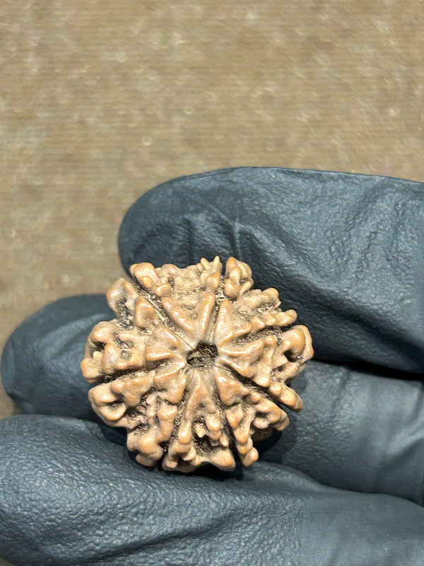 100% Natural 7 Mukhi Rudraksha (20 MM)