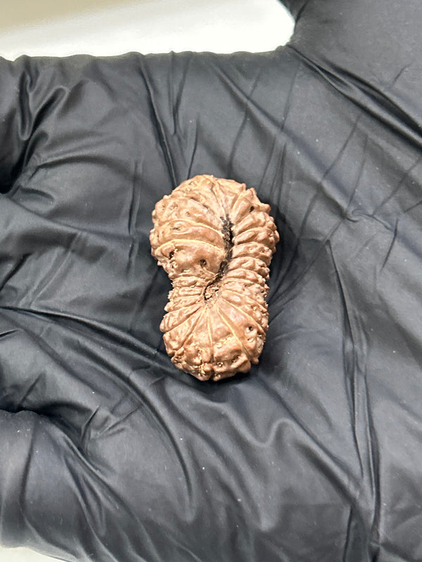 Natural 21 Mukhi Indonesian Rudraksha with Lab Certificate and Xray – (28mm)