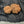 Natural 17 Mukhi Nepali Gauri Shankar Rudraksha with Lab Certificate – (41mm)