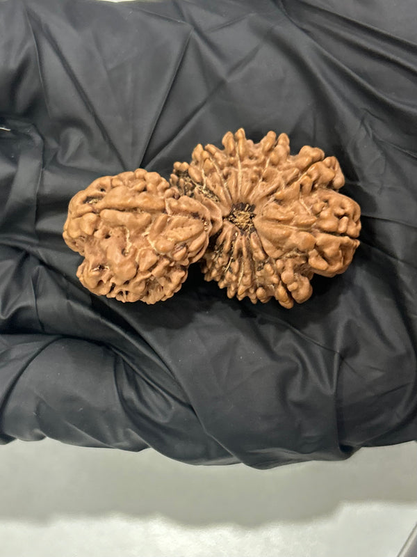 Natural 17 Mukhi Nepali Gauri Shankar Rudraksha with Lab Certificate – (41mm)