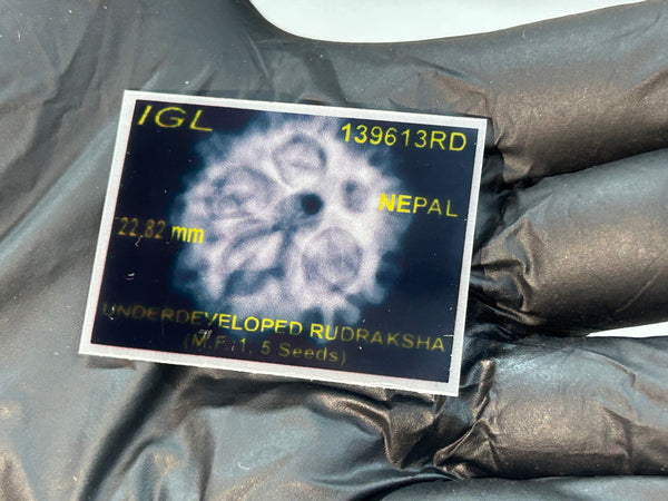 1 Mukhi Nepali Rudraksha with Lab Certificate & X-Ray – 22mm