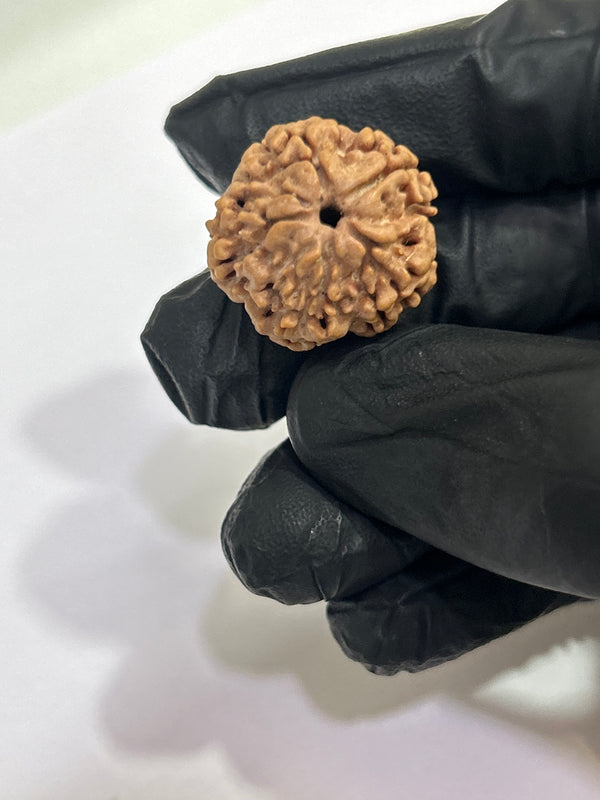 1 Mukhi Nepali Rudraksha with Lab Certificate & X-Ray – 21mm