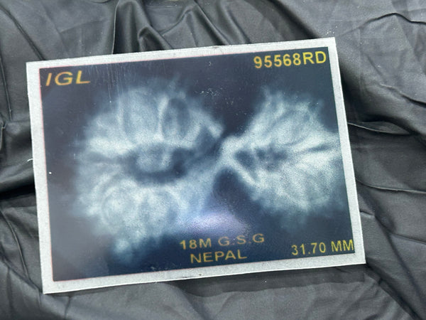 Gauri Shankar Ganesh Rudraksha with Lab Certificate and Xray– (31mm)