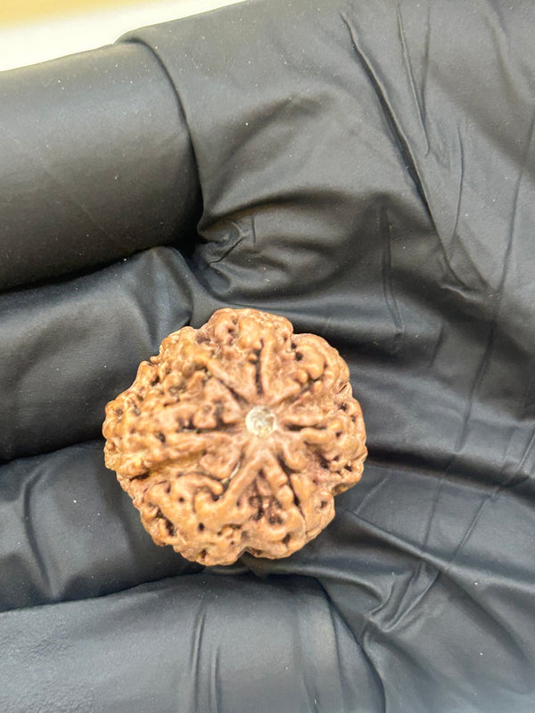 Natural 7 Mukhi Nepali Rudraksha with Lab Certificate and X-Ray – (24.02mm)