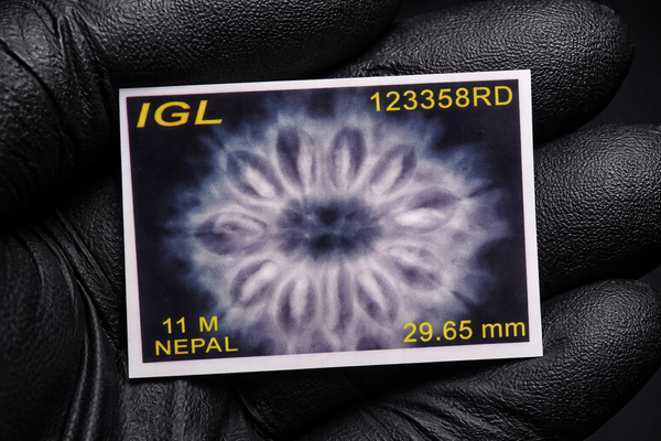 11 Mukhi Nepali Rudraksha with Lab Certificate & X-Ray – 29mm. X-ray image